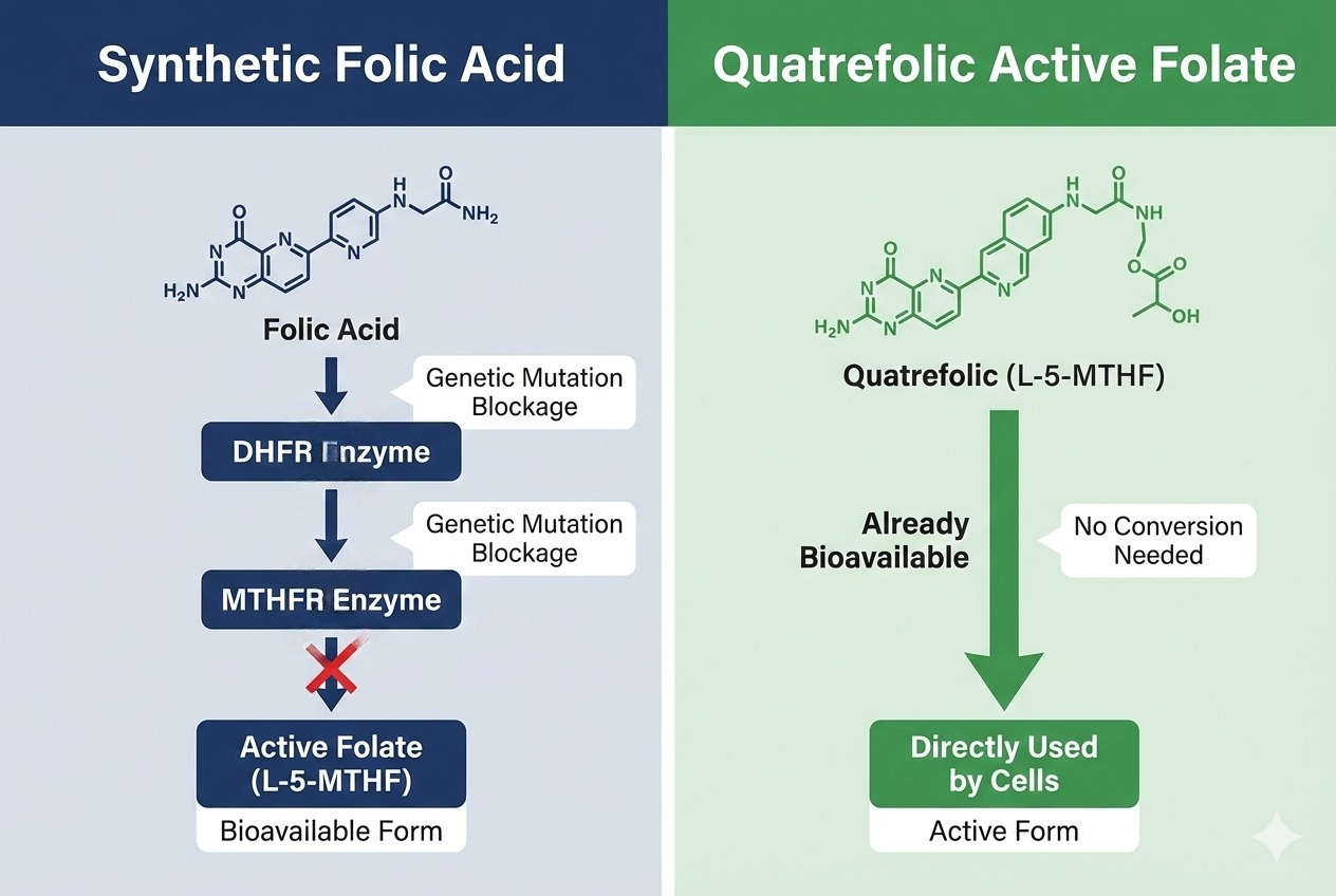 Scientific comparison infographic showing synthetic folic acid conversion pathway with MTHFR mutation blockage versus Quatrefolic active folate direct bioavailability